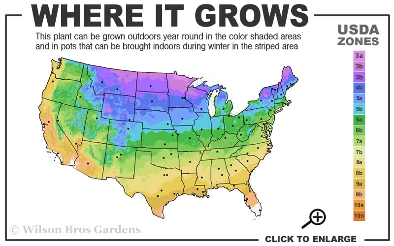 Limeglow Golden Andorra Compact Juniper - 3 Gallon Pot - Image 3