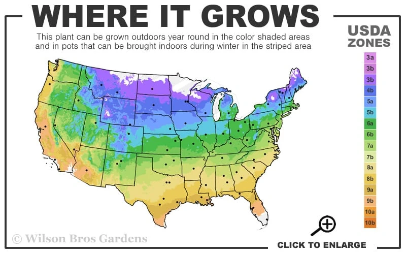 Richard Boxwood (Buxus Harlandii) - 3 Gallon Pot - Image 3