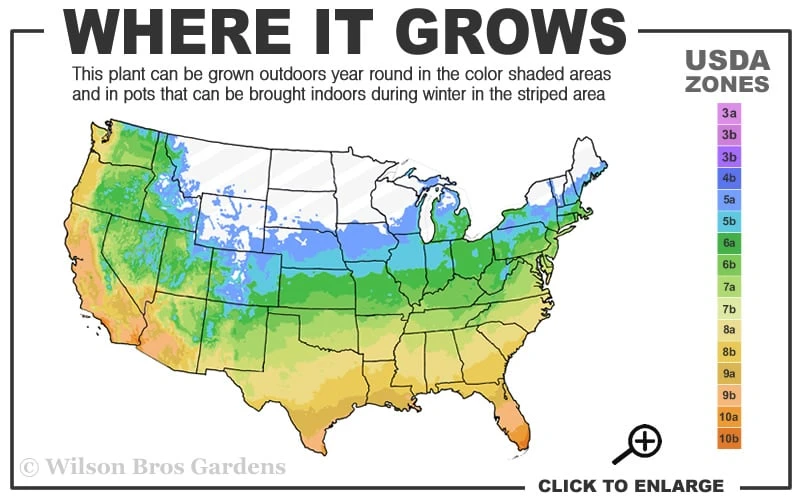 Yellow Groove Bamboo (Phyllostachys Aureosulcata) - 3 Gallon Pot (2-4') - Image 3