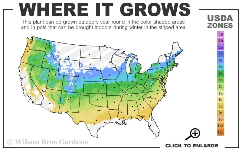 Shirazz Japanese Maple - 5 Gallon Pot (2-3') - Image 3