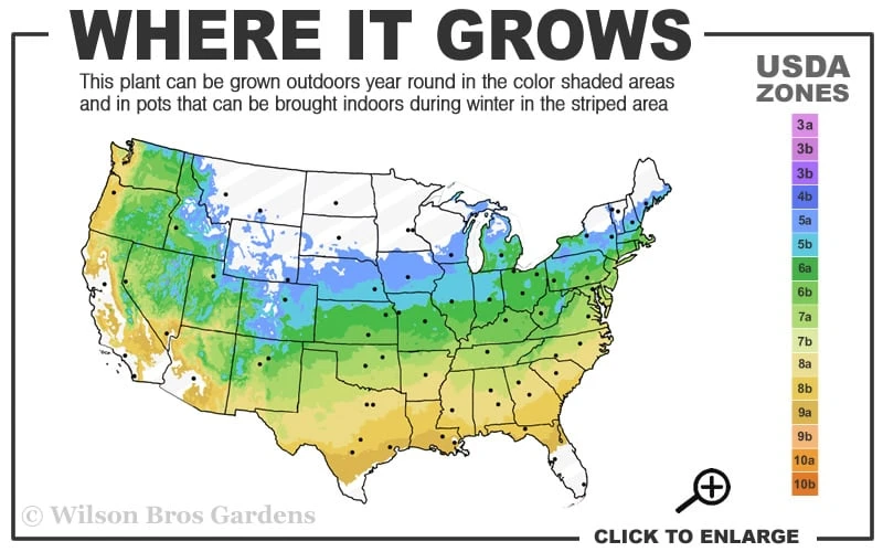 Otto's Dissectum Japanese Maple (Acer Palmatum) - 5 Gallon Pot - Image 3