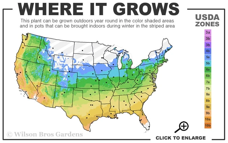 Ruby Slippers Dwarf Oakleaf Hydrangea - 7 Gallon Pot - Image 3