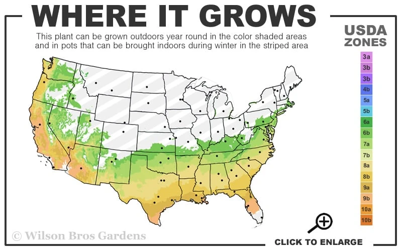 Perfecto Mundo Double Dark Pink Reblooming Azalea - 2 Gallon Pot - Image 3