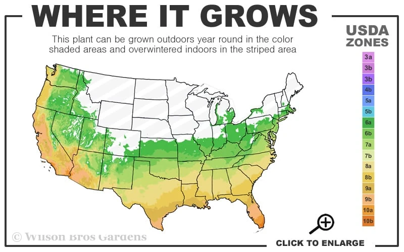 Black Diamond 'Purely Purple' Crape Myrtle Tree (Single Trunk) - 7 Gallon Pot - Image 3