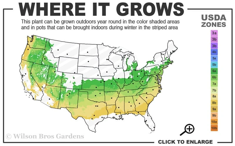 Dwarf Variegated Boxwood - 1 Gallon Pot - Image 3