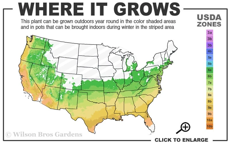 Edith Bogue Cold Hardy Evergreen Magnolia - 5 Gallon Pot - Image 3