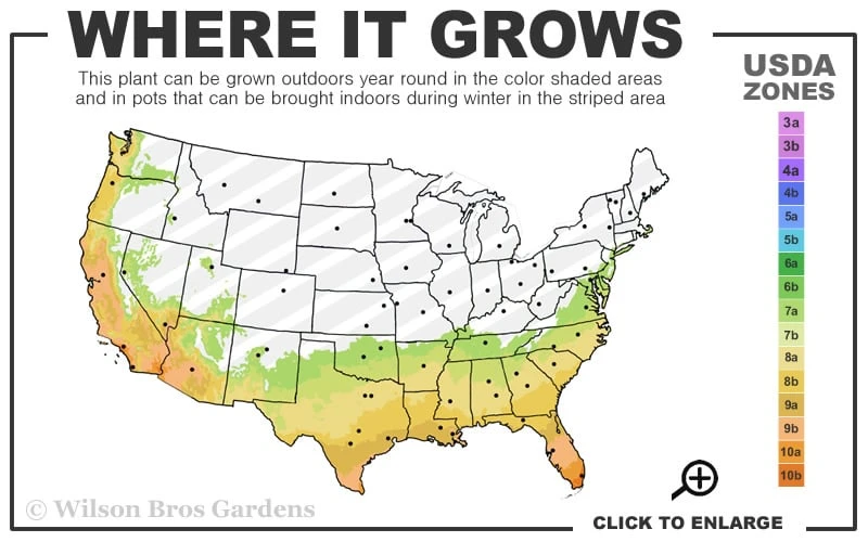 Hiryu Camellia Sasanqua - 3 Gallon Pot - Image 3