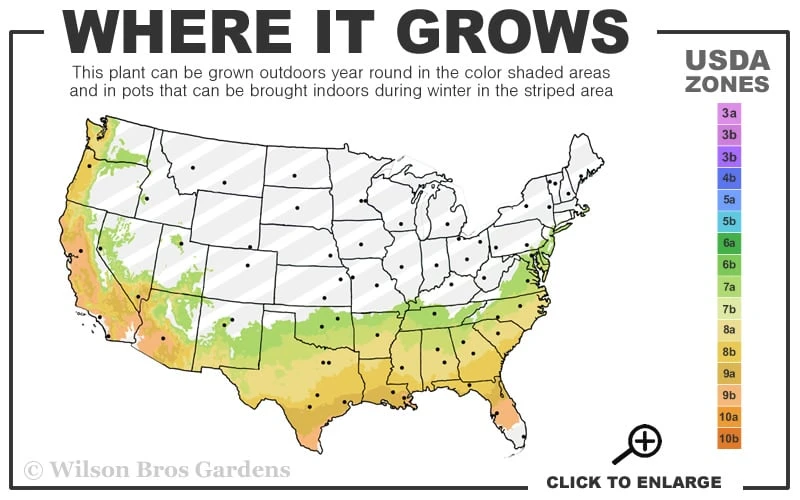 Ruffled Red Magic Crape Myrtle (Multi Trunk) - 7 Gallon Pot - Image 3