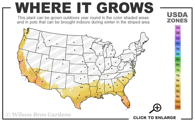 Bay Laurel (Sweet Bay) - Laurus Nobilis - 1 Gallon Pot - Image 3