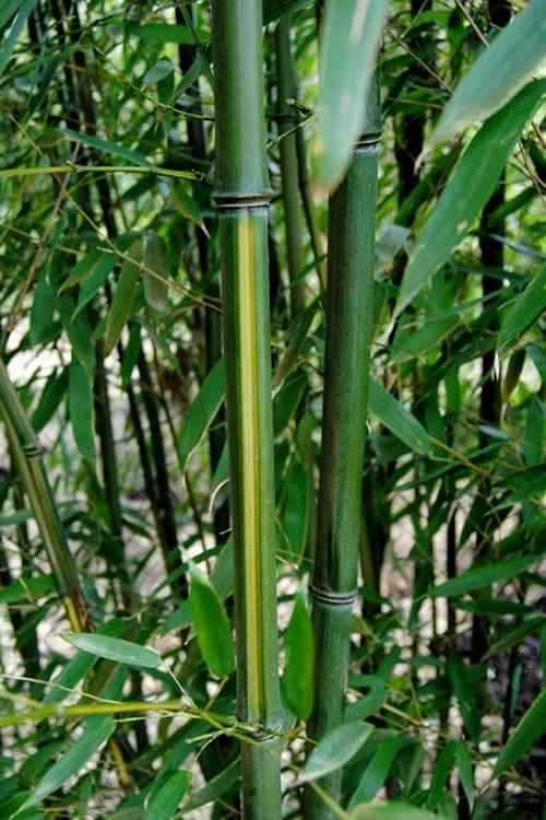 Yellow Groove Bamboo (Phyllostachys Aureosulcata) - 3 Gallon Pot (2-4') - Image 5