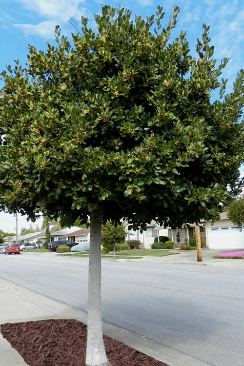 Bay Laurel (Sweet Bay) - Laurus Nobilis - 1 Gallon Pot - Image 5