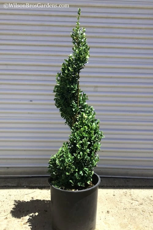Common Boxwood Spiral Topiary - 5 Gallon Pot - Image 4