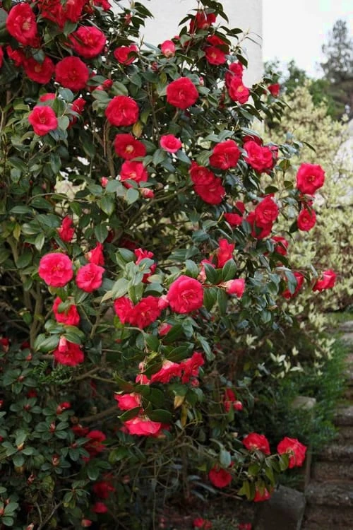 April Tryst Camellia Japonica - 7 Gallon Pot (3-4') - Image 4