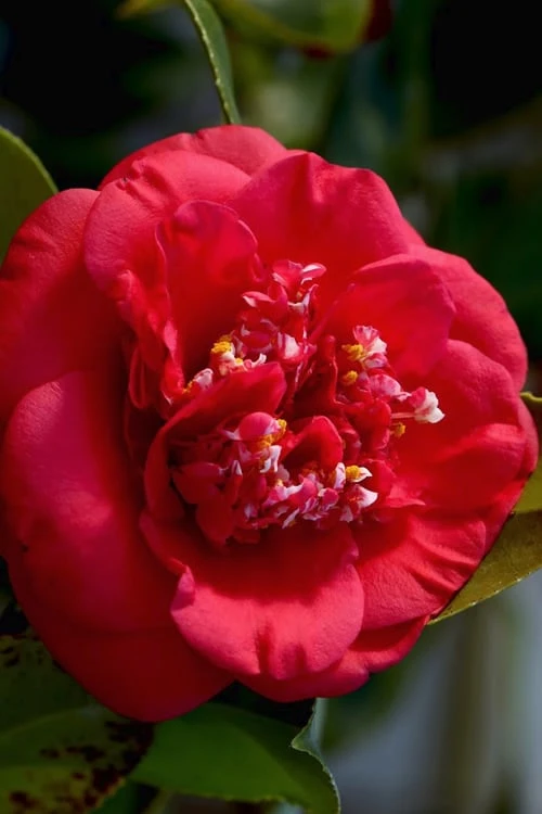 April Tryst Camellia Japonica - 7 Gallon Pot (3-4')