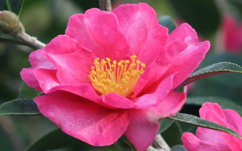 Kanjiro Camellia Sasanqua - 1 Gallon Pot - Image 4
