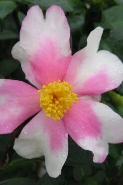 Yume Camellia Sasanqua - 3 Gallon Pot