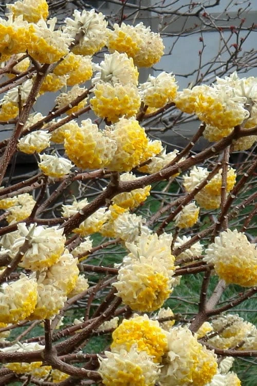 Winter Gold Edgeworthia Chrysantha - Paper Bush - 3 Gallon Pot - Image 4
