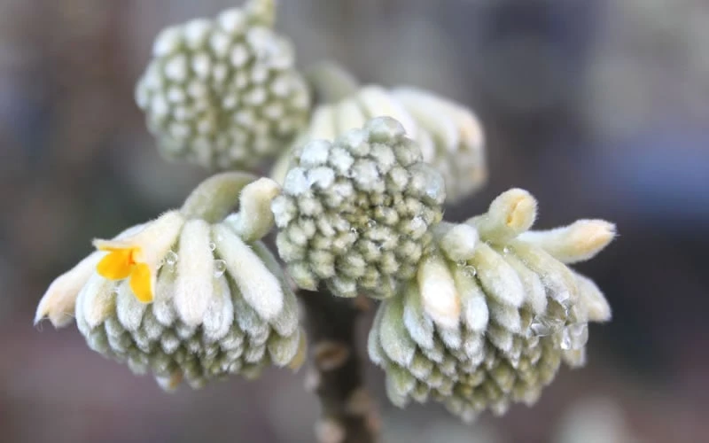 Winter Gold Edgeworthia Chrysantha - Paper Bush - 3 Gallon Pot - Image 9