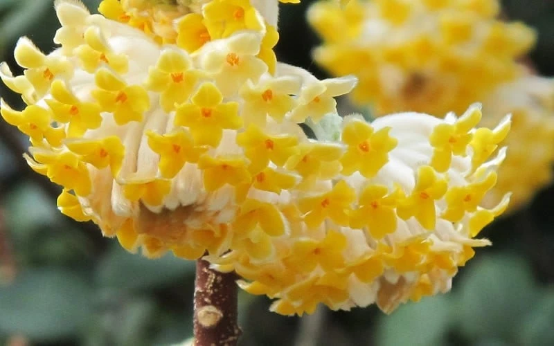 Winter Gold Edgeworthia Chrysantha - Paper Bush - 3 Gallon Pot - Image 7