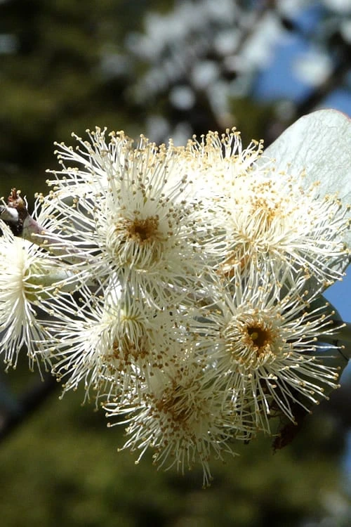 Bluey Cold Hardy Eucalyptus Tree (Eucalyptus Pulverulenta) - 2 Gallon Pot - Image 8