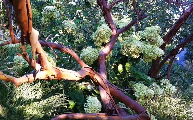 Funky Monkey Cold Hardy Eucalyptus Tree (Eucalyptus Parvula) - 6 Pack Of 1 Gallon Pots - Image 5