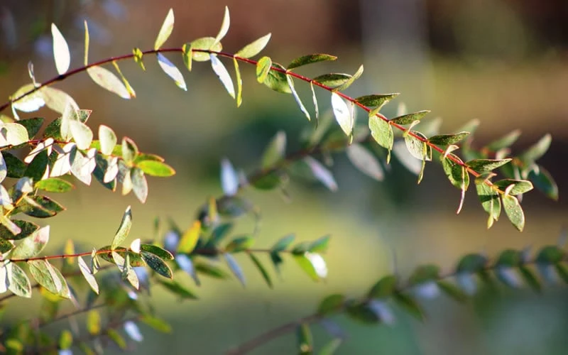 Funky Monkey Cold Hardy Eucalyptus Tree (Eucalyptus Parvula) - 6 Pack Of 1 Gallon Pots - Image 6