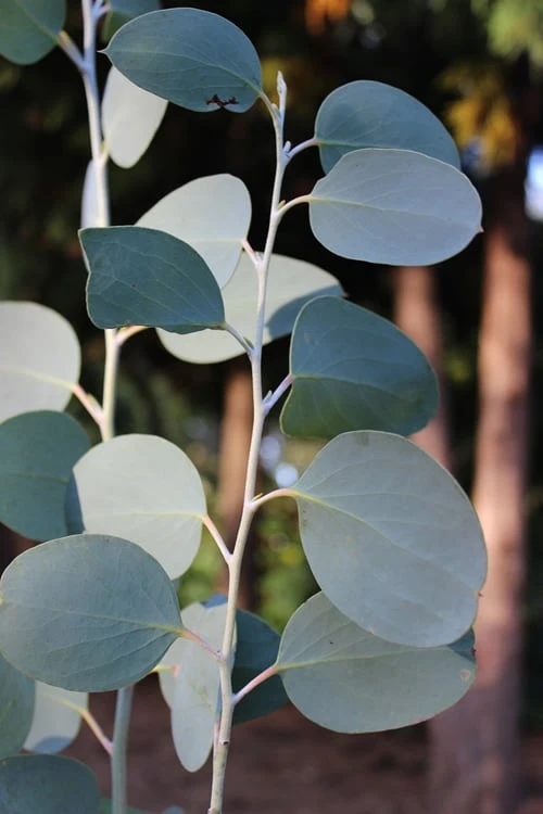 Mappa Tassie Cold Hardy Eucalyptus Tree (Eucalyptus Pauciflora) - 2 Gallon Pot - Image 6