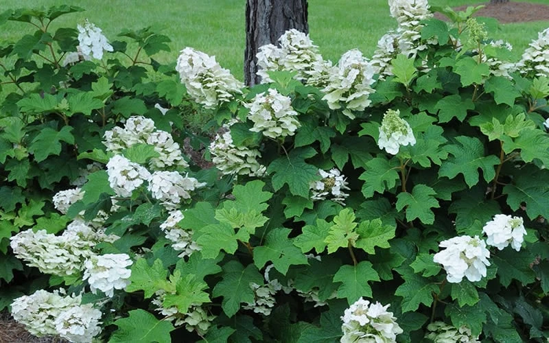 Ruby Slippers Dwarf Oakleaf Hydrangea - 7 Gallon Pot - Image 6