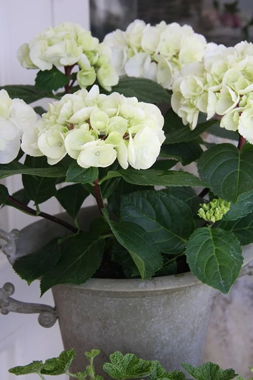 Zebra Hydrangea - 3 Gallon Pot - Image 5