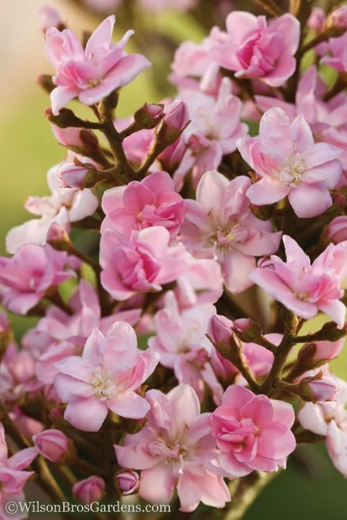 Rosalinda Indian Hawthorn Single Trunk Tree - 7 Gallon Pot (6-7') - Image 5