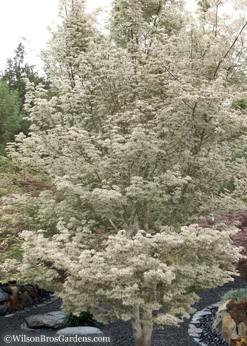 Ukigumo Floating Cloud Ghost Japanese Maple - 7 Gallon Pot - Image 5