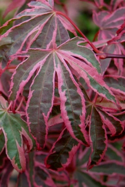Shirazz Japanese Maple - 5 Gallon Pot (2-3') - Image 5