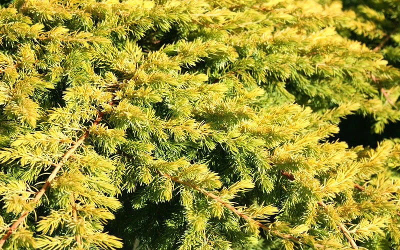 All Gold Golden Pacific Juniper - 2 Gallon Pot - Image 6