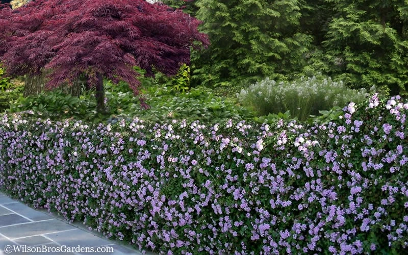 Trailing Lavender Lantana - 5 Pack Of Pint Pots - Image 7