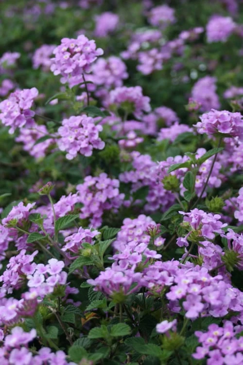 Trailing Lavender Lantana - 5 Pack Of Pint Pots - Image 6