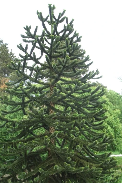 Monkey Puzzle Tree - Araucaria Auracana - 5 Gallon Pot - Image 5