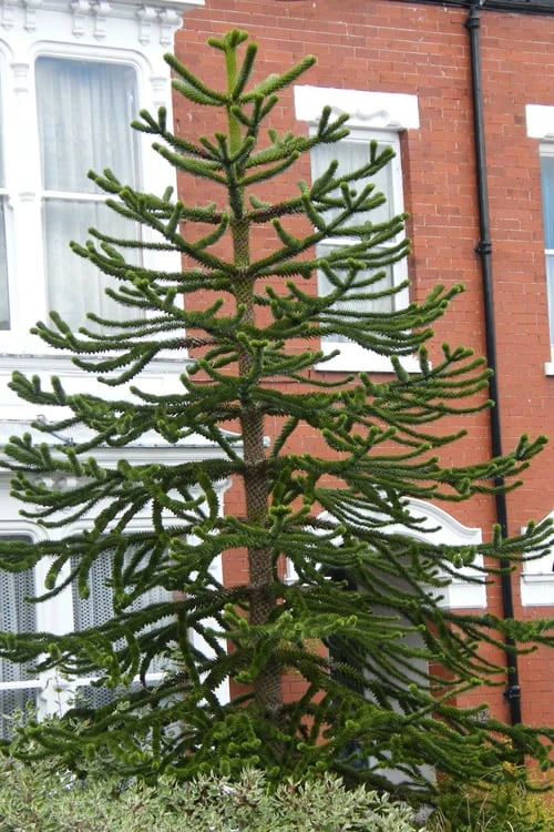 Monkey Puzzle Tree - Araucaria Auracana - 5 Gallon Pot - Image 4