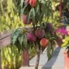 Bonanza Dwarf Patio Peach Tree - 5 Gallon
