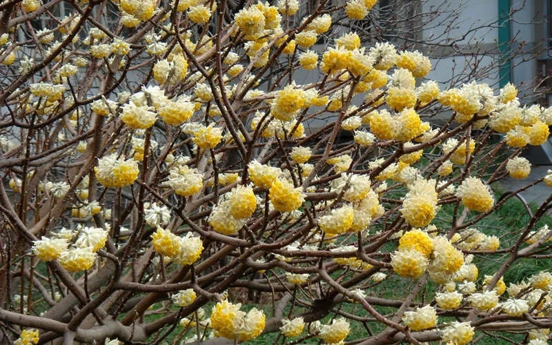 Winter Gold Edgeworthia Chrysantha - Paper Bush - 3 Gallon Pot - Image 8