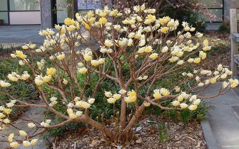 Winter Gold Edgeworthia Chrysantha - Paper Bush - 3 Gallon Pot - Image 12