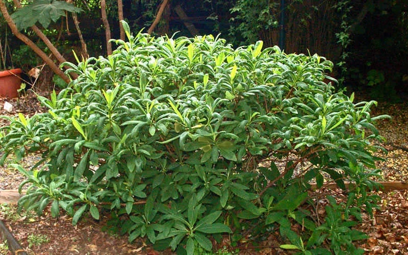 Winter Gold Edgeworthia Chrysantha - Paper Bush - 3 Gallon Pot - Image 11