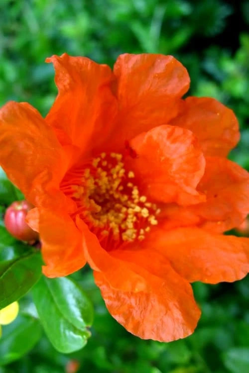 Russian 26 Cold Hardy Pomegranate - 3 Gallon Pot - Image 5