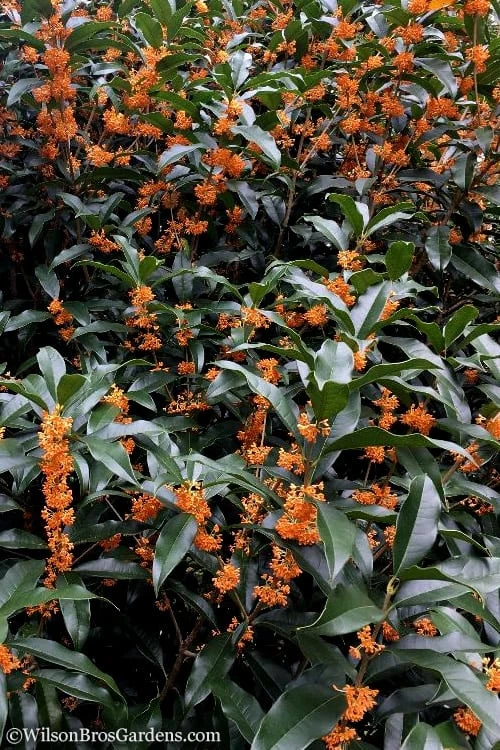 Fragrant Orange Tea Olive - Osmanthus Fragrans Aurantiacus - 5 Gallon Pot - Image 7