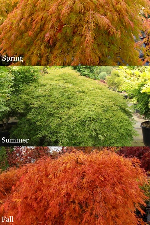 Otto's Dissectum Japanese Maple (Acer Palmatum) - 5 Gallon Pot - Image 4