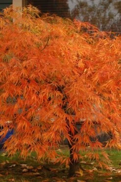 Otto's Dissectum Japanese Maple (Acer Palmatum) - 5 Gallon Pot