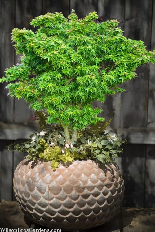 Jade Dragon Dwarf Japanese Maple - 3 Gallon Pot - Image 5