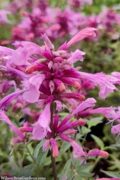 Rosie Posie Agastache (Hummingbird Mint) - 1 Gallon Pot