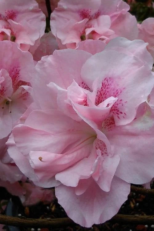 Nancy Of Robin Hill Azalea - 2 Gallon Pot - Image 4