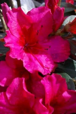 Temple Alexandra Aromi Evergreen Azalea - 1 Gallon Pot