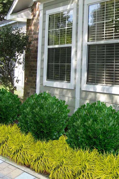 Richard Boxwood (Buxus Harlandii) - 3 Gallon Pot - Image 4